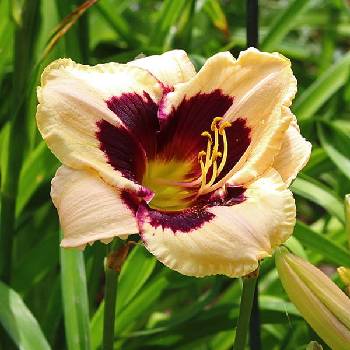 Лилейник Hemerocallis ‘Moonlit Masquerade’ 